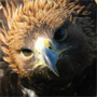 Bird of prey, predator experince, falconry, lake district experiences