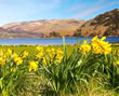 daffs