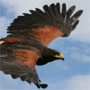 hawk walk lake district, bird of prey experience lake district, falconry experiences